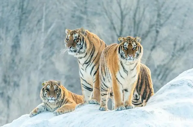 吉林省首部陸生野生動物保護條例實施